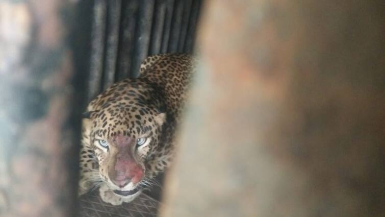 Nashik Latest News Three leopard rescues in seven days in Nashik maharashtra news Nashik Leopard :नाशिकच्या एकलहरे परिसरात आठवड्यात दोन बिबटे रेस्क्यू; नागरिक दहशतीखाली, सिन्नर तालुक्यात हल्ल्याचं सत्र