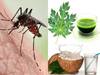 Dengue: டெங்கு காய்ச்சலில் இருந்து தப்பிப்பது எப்படி..? இதையெல்லாம் சாப்பிடுங்க...!