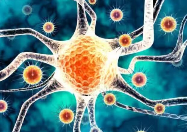 ਇਸ ਦੇ ਲੱਛਣਾਂ ਵਿੱਚ ਬੁਖਾਰ, ਸਿਰਦਰਦ, ਖੰਘ, ਸਾਹ ਲੈਣ ਵਿੱਚ ਤਕਲੀਫ ਸ਼ਾਮਲ ਹੋ ਸਕਦੀ ਹੈ। ਇਸ ਦੇ ਨਾਲ ਹੀ ਉਲਟੀਆਂ ਵੀ ਹੋ ਸਕਦੀਆਂ ਹਨ। ਇਸ ਦੇ ਗੰਭੀਰ ਲੱਛਣਾਂ ਵਿੱਚ ਪੇਟ ਦਰਦ, ਦੌਰੇ ਅਤੇ ਕੋਮਾ ਵਿੱਚ ਜਾਣਾ ਸ਼ਾਮਲ ਹਨ। 'ਵਰਲਡ ਹੈਲਥ ਆਰਗੇਨਾਈਜ਼ੇਸ਼ਨ' ਮੁਤਾਬਕ ਨਿਪਾਹ ਨਾਲ ਮਰਨ ਵਾਲਿਆਂ ਦੀ ਗਿਣਤੀ 40 ਤੋਂ 75 ਫੀਸਦੀ ਤੱਕ ਹੈ।