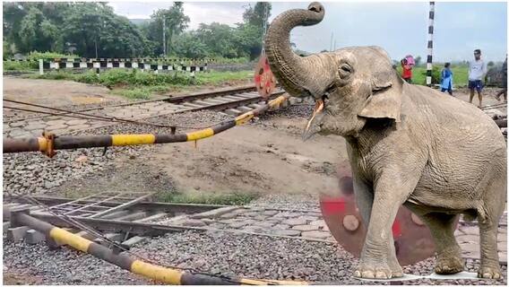 Elephant Demolishes Railway Gate In Parvathipuram: బీభత్సం సృష్టిస్తున్న ఒంటరి ఏనుగు