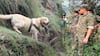Indian Army Dog Kent Died : ఉగ్రవాదుల కాల్పుల్లో వీరోచితంగా పోరాడిన కెంట్ | ABP Desam