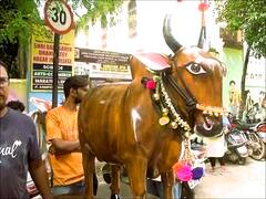 Bail Pola : विदर्भात पोळ्यासाठी लाकडी बैल विक्रीला, नंदी बैलाच्या किंमतीत मोठी वाढ