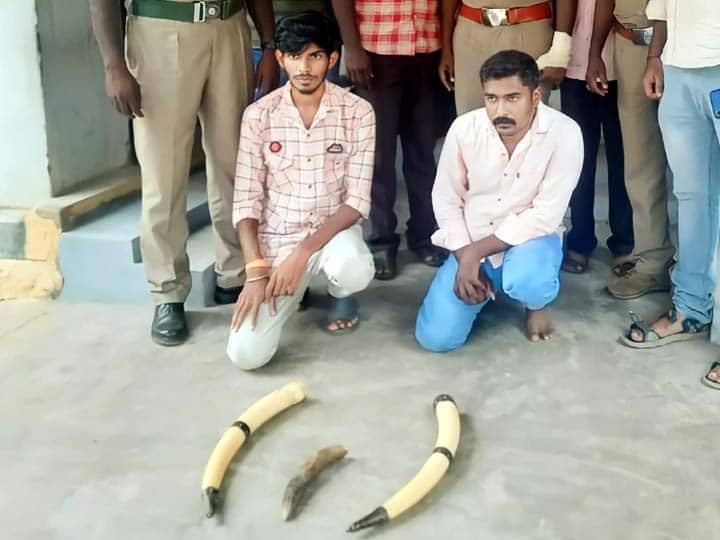 Theni district 2 persons including a Kerala youth arrested for smuggling elephant tusks near Kambam TNN கம்பம் அருகே யானை தந்தங்களை கடத்திய கேரள வாலிபர் உள்பட 2 பேர் கைது