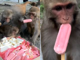 आइसक्रीम देख छीना झपटी करने लगे बंदर, लूट-लूटकर साफ कर डाला पूरा बॉक्स, इंटरनेट पर वायरल हुआ ये VIDEO