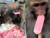 आइसक्रीम देख छीना झपटी करने लगे बंदर, लूट-लूटकर साफ कर डाला पूरा बॉक्स, इंटरनेट पर वायरल हुआ ये VIDEO