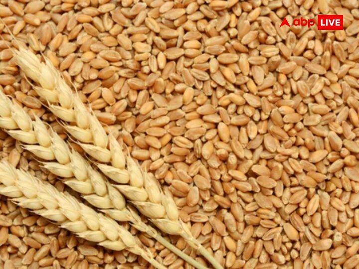 Wheat Stock limit Reduced from 3000 MT to 2000 MT for Traders Wholesalers and Big Chain Retailers After Price Hike Wheat Price Hike: गेहूं की कीमतों में बढ़ोतरी पर सख्त हुई सरकार, व्यापारियों, थोक विक्रेताओं के लिए स्टॉक रखने की लिमिट में की कटौती