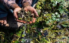 Panifal Tips: পানিফল পছন্দ নয়? কী কী হাতছাড়া হচ্ছে জানেন?