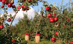 Farming History: শিল্পায়নের যুগে কার্যতই কোণঠাসা, কিন্তু অর্থনীতির ভিত্তিই কৃষিকাজ, হাজার হাজার বছর আগে সূচনা এশিয়াতেই
