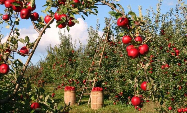 কিন্তু কৃষিকাজের সূচনা হয়েছিল কাদের হাত ধরে, সে ব্যাপারে ওয়াকিবহাল অল্প সংখ্যক মানুষই। কিন্তু মানব সভ্যতার বিবর্তনের সঙ্গে আগাগোড়া জড়িয়ে রয়েছে কৃষিকাজ।