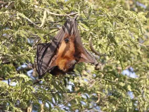 'વર્લ્ડ હેલ્થ ઓર્ગેનાઈઝેશન' અનુસાર, જો આપણે નિપાહ વાયરસને ખતમ કરવા ઈચ્છીએ છીએ અથવા તેના વધતા જતા કેસોને કાબૂમાં લેવા ઈચ્છીએ છીએ, તો આ એકમાત્ર ઉપાય છે. એટલે કે વધુને વધુ લોકોને તેના વિશે જાગૃત કરવા.