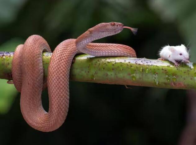 ਜੇ ਭਾਰਤ ਦੀ ਗੱਲ ਕਰੀਏ ਤਾਂ ਸਾਲ 2009-2019 ਤੱਕ ਸੱਪ ਦੇ ਡੰਗਣ ਨਾਲ ਲਗਭਗ 12 ਲੱਖ ਯਾਨੀ 12 ਲੱਖ ਲੋਕਾਂ ਦੀ ਮੌਤ ਹੋ ਚੁੱਕੀ ਹੈ।