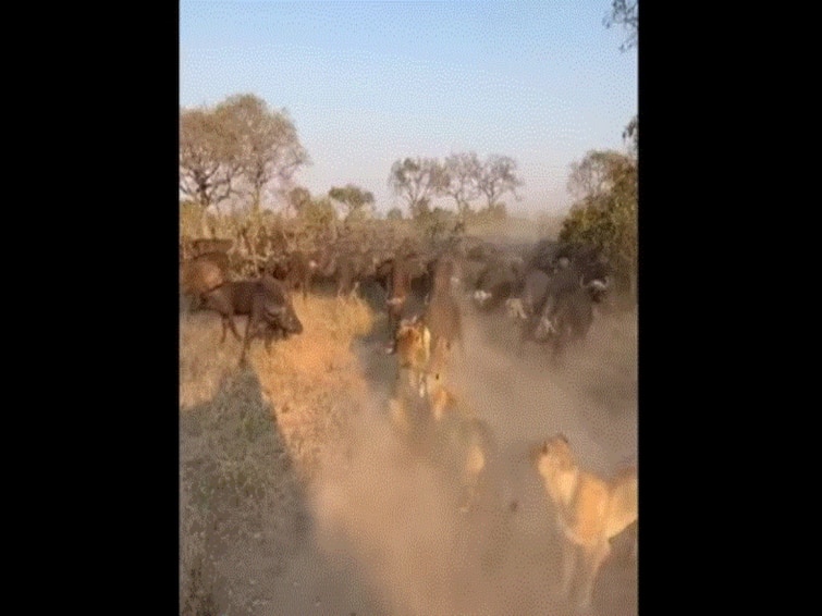 Buffalo Mom Sacrifices Herself To Save Calf From Clutches Of Lions. Watch Buffalo Mom Sacrifices Herself To Save Calf From Clutches Of Lions. Watch