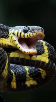 WHO Snake Bite Death Cases: 10-20 ਲੱਖ ਨਹੀਂ... ਹਰ ਸਾਲ 50 ਲੱਖ ਤੋਂ ਵੱਧ ਲੋਕਾਂ ਨੂੰ ਡੱਸਦੇ ਨੇ ਸੱਪ!