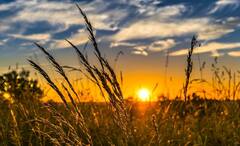 Farming History: শিল্পায়নের যুগে কার্যতই কোণঠাসা, কিন্তু অর্থনীতির ভিত্তিই কৃষিকাজ, হাজার হাজার বছর আগে সূচনা এশিয়াতেই