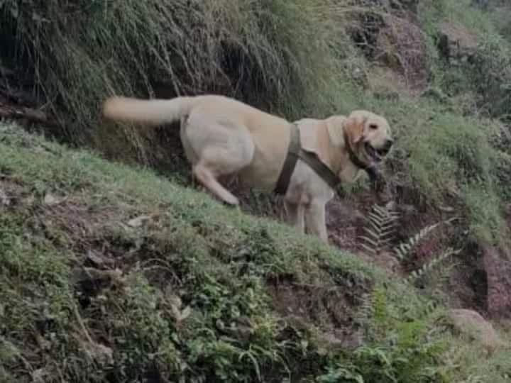 Jammu Kashmir rajouri terrorists encounter indian army honored army dog kent with tiranga marathi news Rajouri Encounter : दहशतवाद्यांसोबतच्या चकमकीत लष्करातील कुत्रा शहीद, केंटला तिरंग्यात लपेटून अखेरचा निरोप