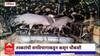 Gondia Saras Bird smuggling : गोंदियात सारस पक्षांची तस्करी; 5 जणांवर पोलिसांची कारवाई
