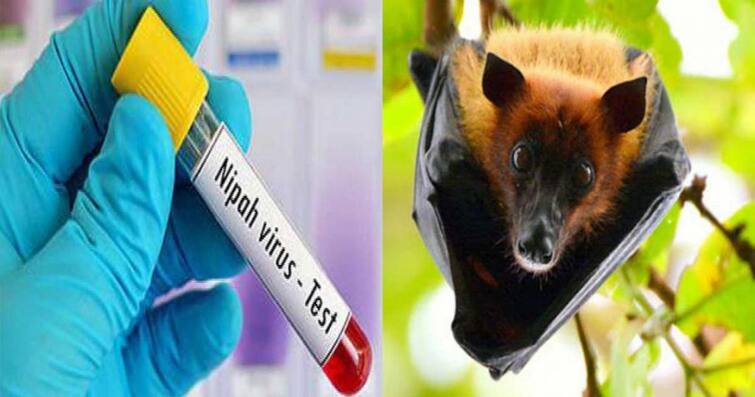 Know Why Nipah Virus Is Different From Corona Virus See Its Symptoms Know In Detail About Nipah Virus Marathi News Nipah Virus Vs Corona Virus : निपाह व्हायरस कोरोनापेक्षा कसा वेगळा आहे? निपाह व्हायरस काय आहे? तो कसा पसरतो?  वाचा