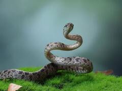 WHO Snake Bite Death Cases: 10-20 ਲੱਖ ਨਹੀਂ... ਹਰ ਸਾਲ 50 ਲੱਖ ਤੋਂ ਵੱਧ ਲੋਕਾਂ ਨੂੰ ਡੱਸਦੇ ਨੇ ਸੱਪ!