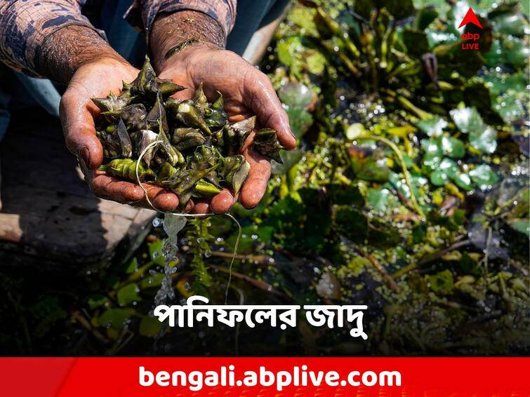 Water Chestnut, Panifal Benefits, know the details and health tips Panifal Benefits: পুষ্টিগুণে ঠাসা পানিফল! খোসা ছাড়িয়ে মুখে ফেললেই লাভ