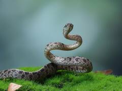 10-20 लाख नहीं... 50 लाख से भी ज्यादा लोगों को हर साल काट जाते हैं सांप!