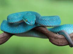 10-20 लाख नहीं... 50 लाख से भी ज्यादा लोगों को हर साल काट जाते हैं सांप!