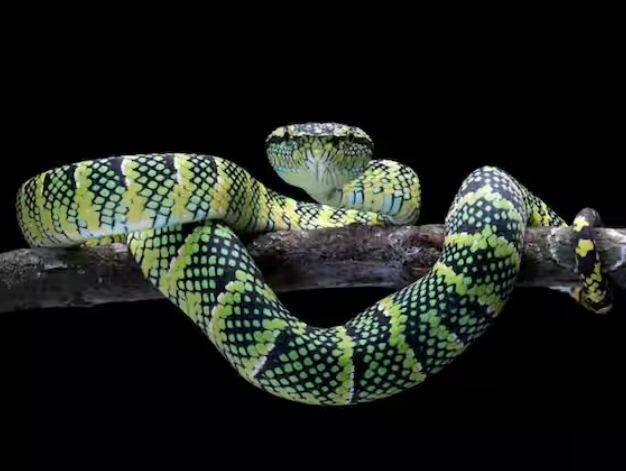 ਹਾਲਾਂਕਿ, ਭਾਰਤ ਸਰਕਾਰ ਦੁਆਰਾ ਦਿੱਤੇ ਗਏ ਅੰਕੜਿਆਂ ਵਿੱਚ, ਇਹ ਗਿਣਤੀ ਲਗਭਗ 30 ਗੁਣਾ ਘੱਟ ਦਿਖਾਈ ਗਈ ਹੈ।