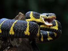 10-20 लाख नहीं... 50 लाख से भी ज्यादा लोगों को हर साल काट जाते हैं सांप!