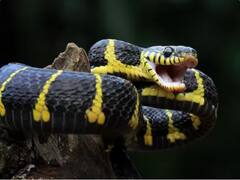 WHO Snake Bite Death Cases: 10-20 ਲੱਖ ਨਹੀਂ... ਹਰ ਸਾਲ 50 ਲੱਖ ਤੋਂ ਵੱਧ ਲੋਕਾਂ ਨੂੰ ਡੱਸਦੇ ਨੇ ਸੱਪ!