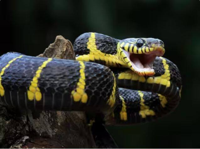 ਹਰ ਸਾਲ ਲਗਭਗ 81410 ਤੋਂ 137880 ਲੱਖ ਲੋਕ ਸੱਪ ਦੇ ਡੰਗਣ ਕਾਰਨ ਮਰਦੇ ਹਨ।