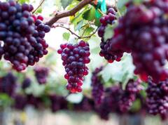 Benefits Of Red Grapes : काळ्या आणि हिरव्या द्राक्षांपेक्षा लाल द्राक्षे जास्त फायदेशीर, जाणून घ्या त्याचे चमत्कारी फायदे