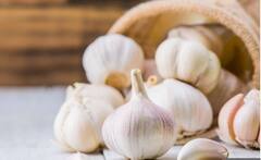 Health Tips : 'या' लोकांनी कच्चा लसूण कधीही खाऊ नये, का जाणून घ्या?