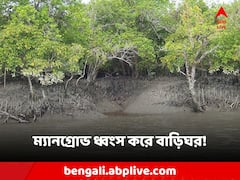 নির্বিচারে ম্যানগ্রোভ ধ্বংস করে পাকা বাড়ি তৈরির অভিযোগ, স্বীকার করলেন বিডিও!