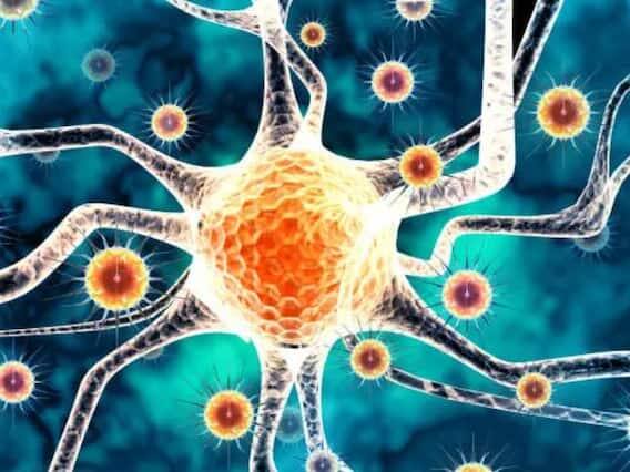 નિપાહ વાઇરસ એ એક ઝૂનોટિક રોગ છે જે પ્રાણીઓમાંથી માણસોમાં ફેલાય છે. તે ખાસ કરીને ચામાચીડિયા દ્વારા ફેલાય છે. પરંતુ આ સિવાય તે ડુક્કર, બકરા, ઘોડા, કૂતરા અને બિલાડીઓ દ્વારા પણ ફેલાઈ શકે છે. સૌથી મહત્વની બાબત એ છે કે તે હવા દ્વારા ફેલાતો નથી પરંતુ કોઈપણ વસ્તુ અથવા બળતણના ટીપાં દ્વારા ફેલાઈ શકે છે.