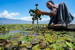 Panifal Tips: পানিফল পছন্দ নয়? কী কী হাতছাড়া হচ্ছে জানেন?