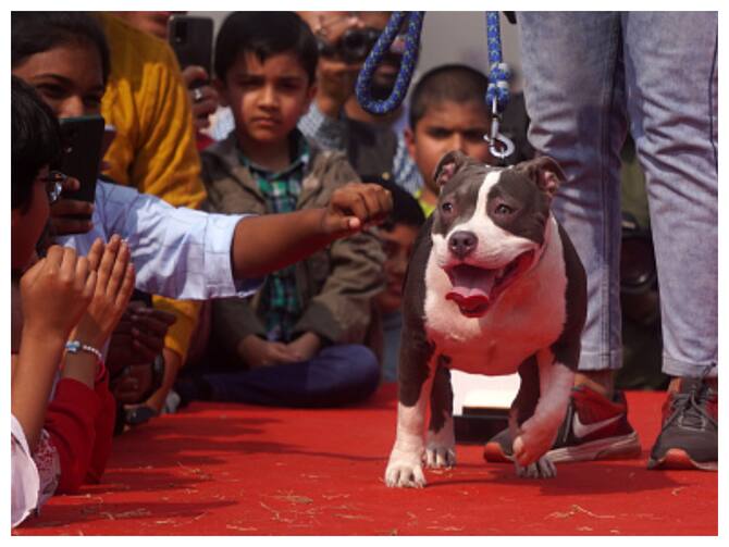 American Bully: Rishi Sunak bans American bully XL dogs: What will