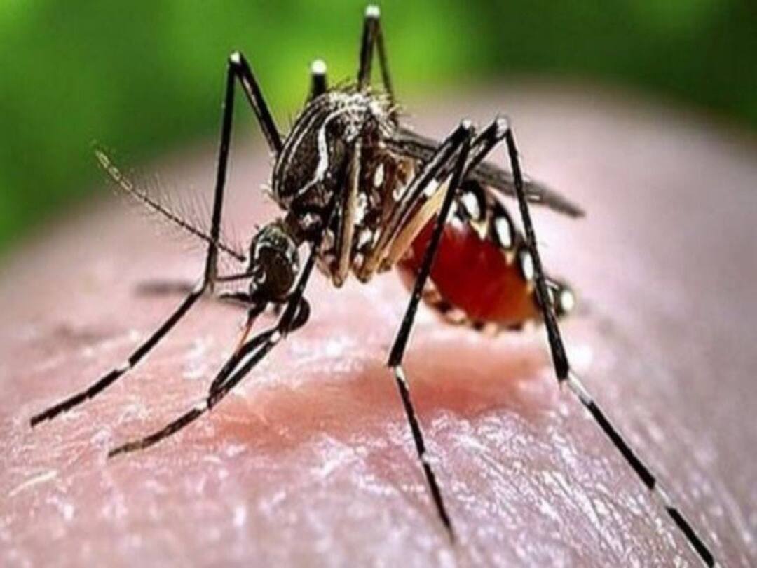 Ariyalur District dengue fever prevention measures intensified - District Administration அரியலூர் மாவட்டத்தில் டெங்கு காய்ச்சல் தடுப்பு நடவடிக்கை தீவிரம் - மாவட்ட நிர்வாகம்