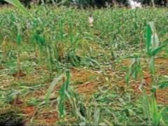 छत्तीसगढ़: सरगुजा में नहीं थम रहा जंगली हाथियों का आतंक, फसलों को किया बर्बाद, किसानों को लाखों का नुकसान