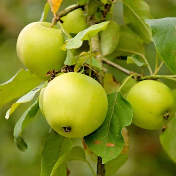 Apple: Green apple most beneficial or red?  See which diseases this apple drives away