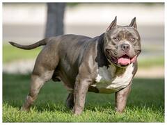 ब्रिटेन में अमेरिकन एक्सएल बुली ब्रीड के कुत्तों को किया गया बैन, जानें वजह