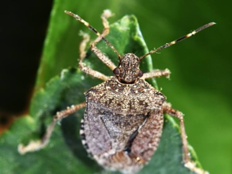 Scrub Typhus Claims Six Lives Odisha Government On High Alert Odisha On High Alert As Scrub Typhus Claims Six Lives. Details