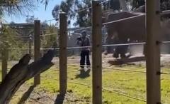 Viral Video: ਜੰਗਲੀ ਜਾਨਵਰਾਂ ਦੇ ਘੇਰੇ 'ਚ ਦਾਖਲ ਹੋ ਕੇ ਬੱਚੇ ਨਾਲ ਲੈ ਰਿਹਾ ਸੈਲਫੀ, ਪਿੱਛੇ ਆ ਗਿਆ ਹਾਥੀ, ਹੱਥੋਂ ਤਿਲਕ ਗਿਆ ਬੱਚਾ