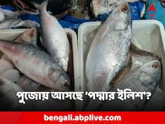 দুর্গাপুজোর আগেই বঙ্গে ঢুকবে 'পদ্মার ইলিশ'? রফতানি নিয়ে চিন্তায় বাংলাদেশ
