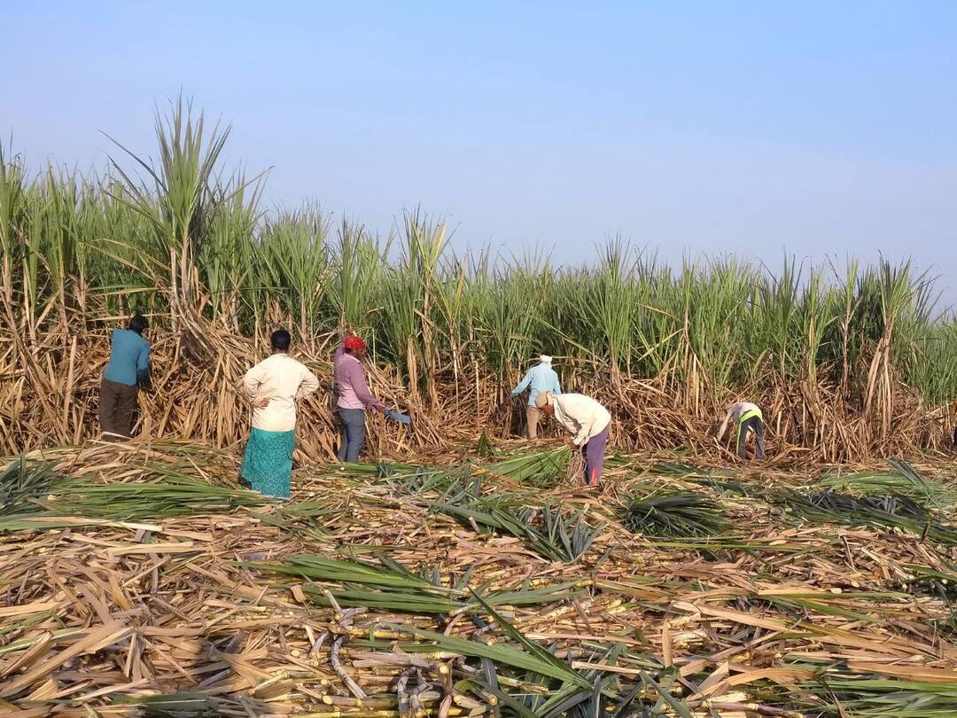 राज्याबाहेर ऊस घालण्यास राज्य सरकारकडून बंदीचे आदेश; अडचणीतील शेतकऱ्यांची कोंडी होण्याची शक्यता, शेतकरी संघटनांचा कडाडून विरोध Prohibition order by the maharashtra Government sugarcane crushing outside the State possibilities of farmers in trouble राज्याबाहेर ऊस घालण्यास राज्य सरकारकडून बंदीचे आदेश; अडचणीतील शेतकऱ्यांची कोंडी होण्याची शक्यता, शेतकरी संघटनांचा कडाडून विरोध