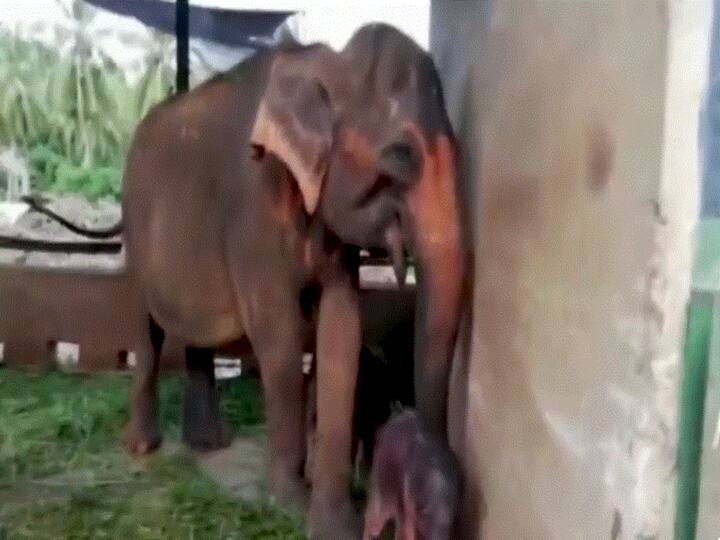 VIDEO: A Baby Elephant's First Trip to the Ocean