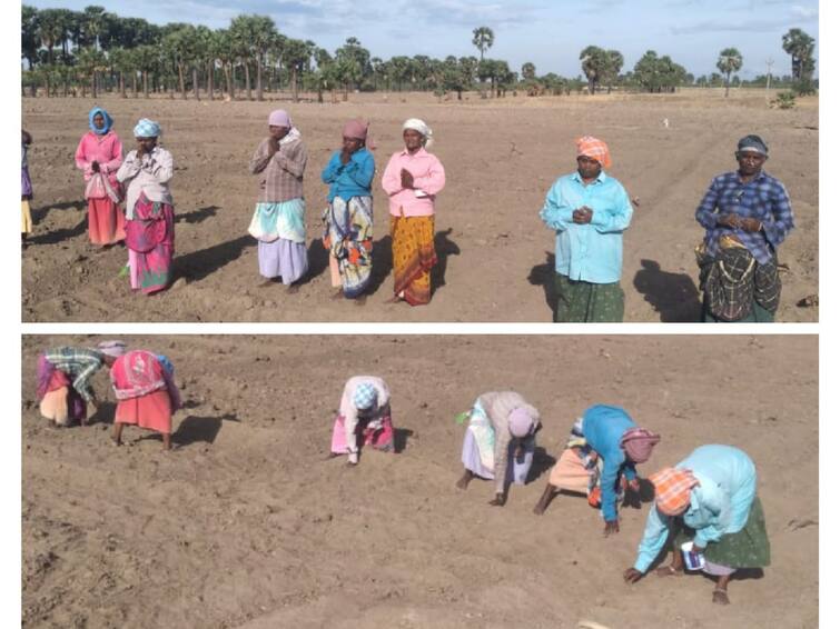 Farmers sowing maize seeds in Thoothukudi district hoping for rain TNN மழை பெய்யும் நம்பிக்கையில் தூத்துக்குடி மாவட்டத்தில் மக்காச்சோளம் விதை ஊன்றும் விவசாயிகள்