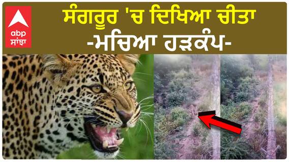 Leopard In Sangrur | ਸੰਗਰੂਰ 'ਚ ਦਿਖਿਆ ਚੀਤਾ - ਮਚਿਆ ਹੜਕੰਪ