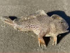 20 साल बाद समंदर किनारे घूमती दिखी हाथ वाली ये अजीबोगरीब विलुप्त मछली