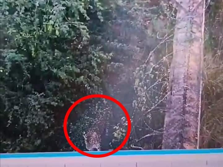 Punjab Dangerous leopard seen Two KM away from Sangrur atmosphere of fear among people ANN Punjab News: संगरूर से 2 KM दूर दिखा खतरनाक तेंदुआ, लोगों में डर का माहौल, लाठियां-डंडे लेकर रखी जा रही नजर