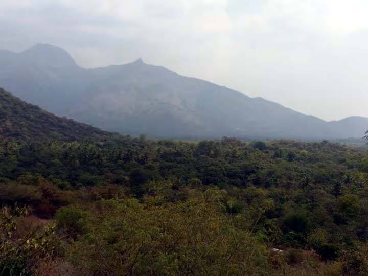 Wild animals coming out of Meghamalai forests of Theni district. Public panic Theni: மேகமலை வனப்பகுதிகளிலிருந்து ஊருக்குள் வரும் காட்டு விலங்குகள்.. பீதியில் மக்கள்..!