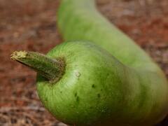 Bottle Gourd : உடல் எடை குறையுமா? சுரைக்காயில் இவ்வளவு நன்மைகள் இருக்கா?
